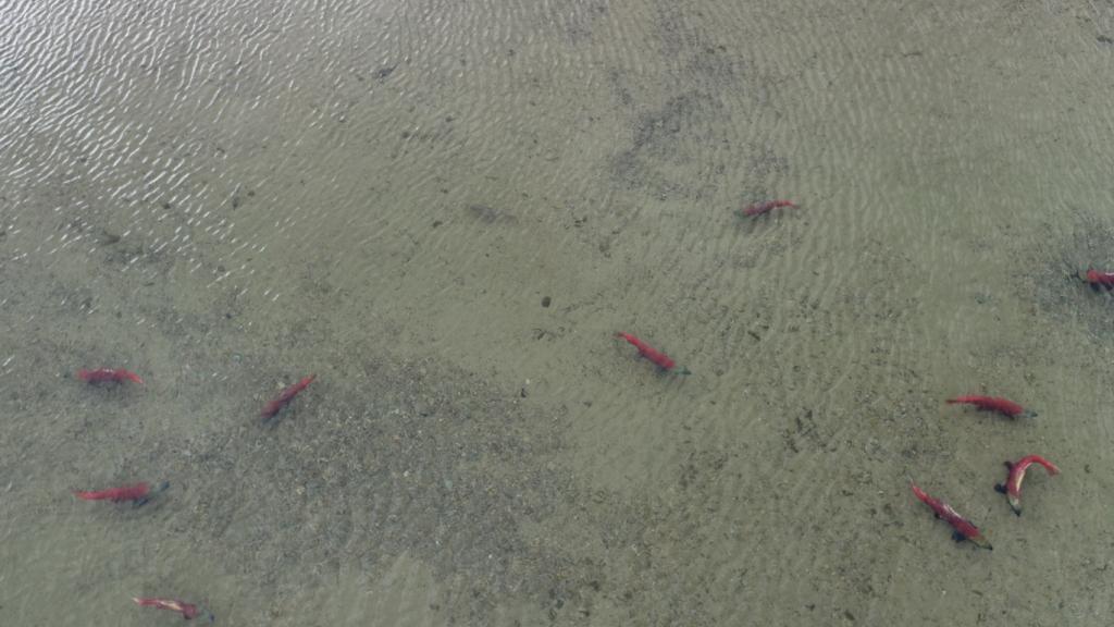 Авиамониторинг_Чукотка