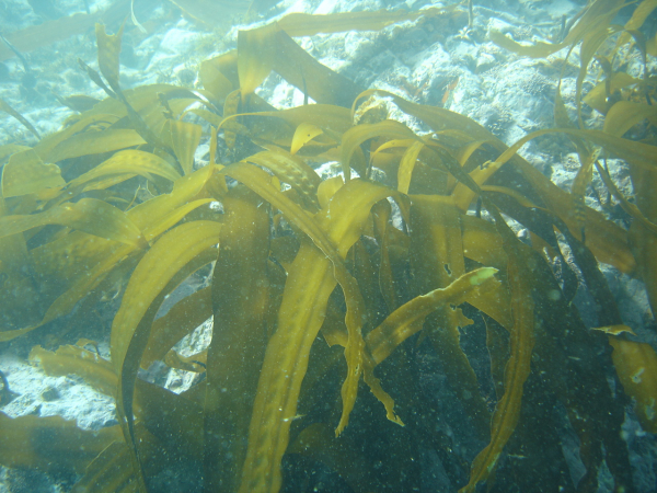Морские водоросли для современного сельского хозяйства