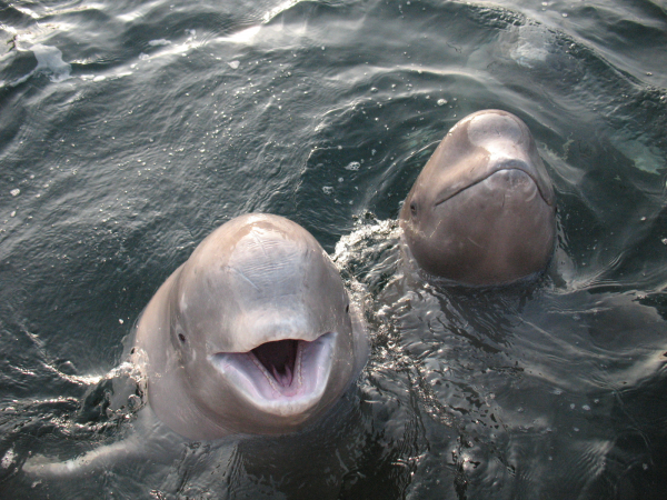 Правила поведения при встрече с дельфинами