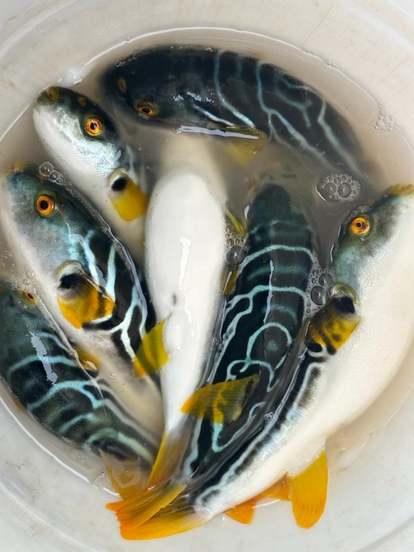 Ядовитые рыбы в Приморье