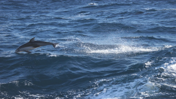 Мир китов и тюленей под наблюдением науки