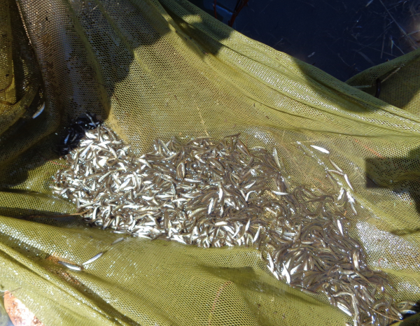 Наука следит за лососем в Приморье и ждет подходов
