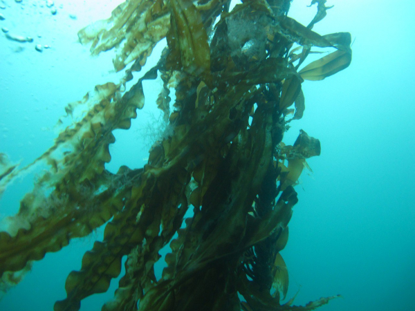 Морские водоросли для аквакультуры и здоровья