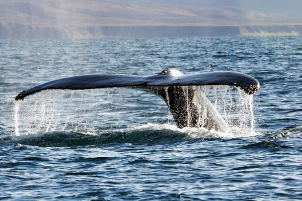 Результаты ежегодных исследований китообразных на Чукотке.