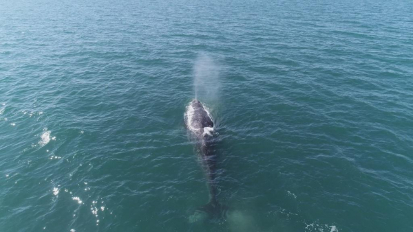 Всемирный день китов и дельфинов: осознанному гуманизму 37 лет