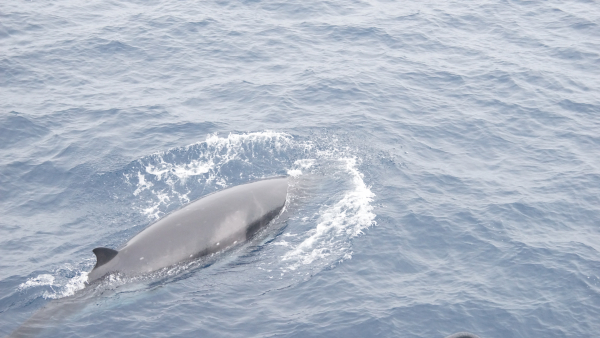 Ученые оценили численность китов в Охотском море