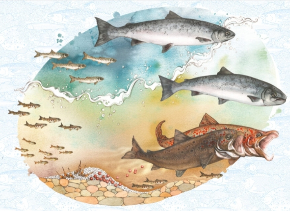 Учёт покатной молоди лососей в Приморье