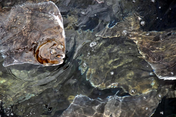 Палтусы идут наверх: как глубоководные рыбы реагируют на глобальное потепление