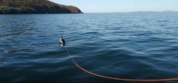 «Пение китов» - учёные Тихоокеанского филиала ФГБНУ «ВНИРО» («ТИНРО») продолжают изучать звуки морских млекопитающих.
