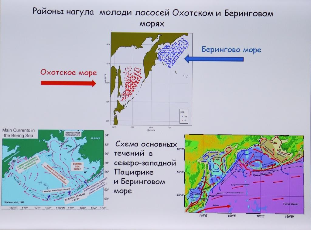 Научные доклады учёных ТИНРО