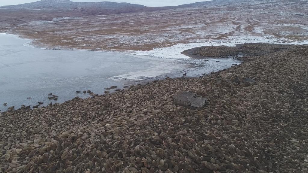 Моржовое окружение. Фото из архива М.В. Чакилева (ЧукотНИО)