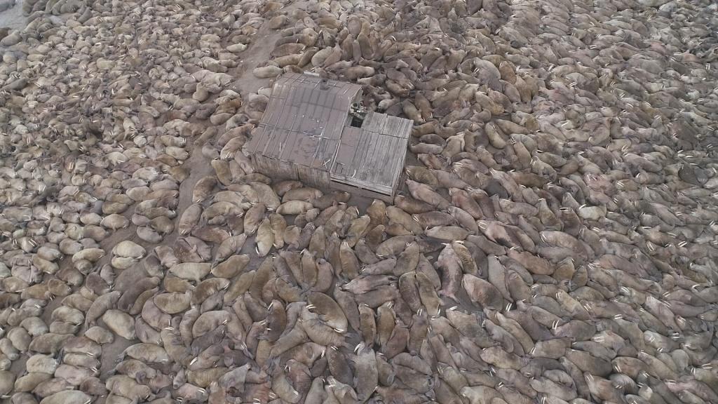 Моржовое окружение. Фото из архива М.В. Чакилева (ЧукотНИО)