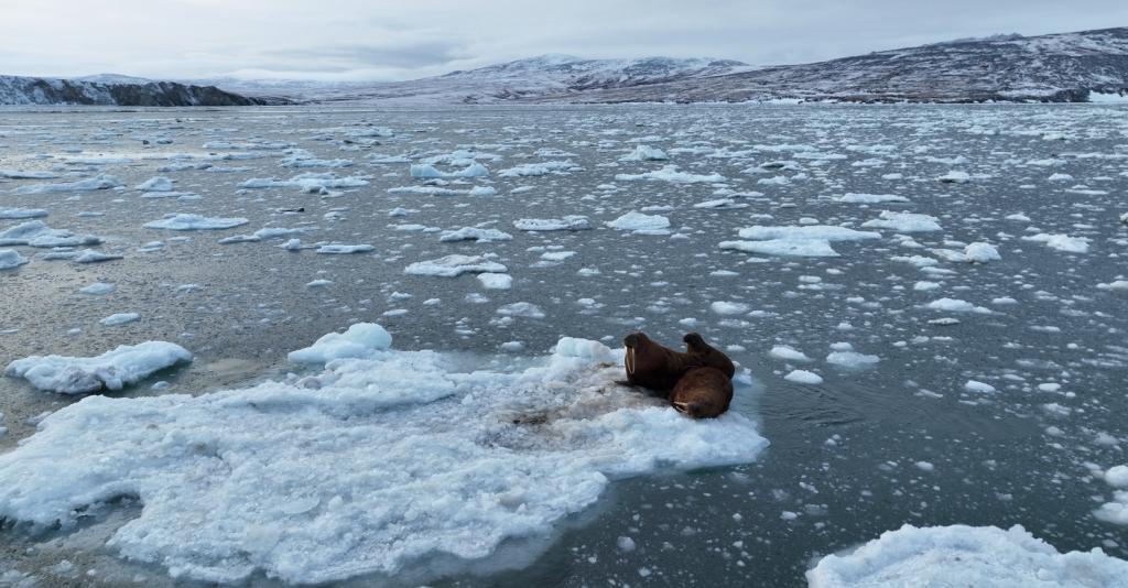 Фото из архива М.В. Чакилева (ЧукотНИО)