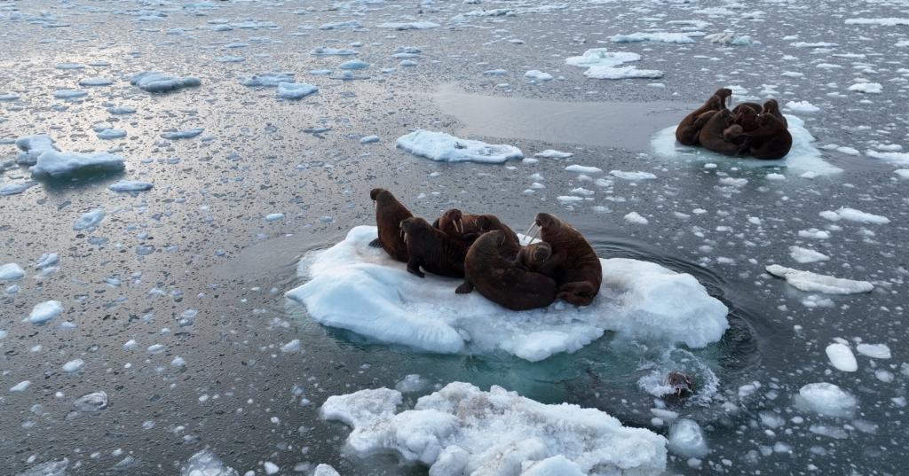 Фото из архива М.В. Чакилева (ЧукотНИО)