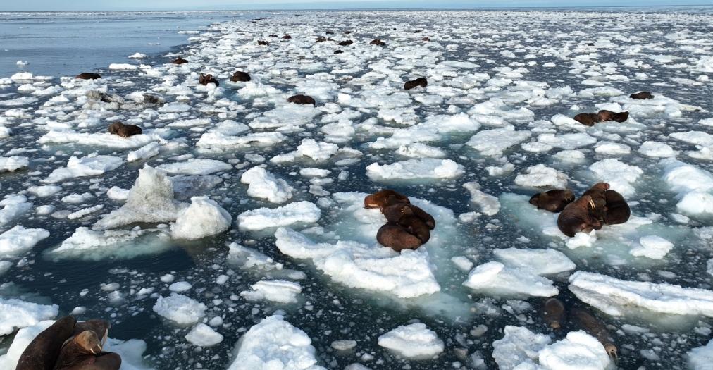Фото из архива М.В. Чакилева (ЧукотНИО)