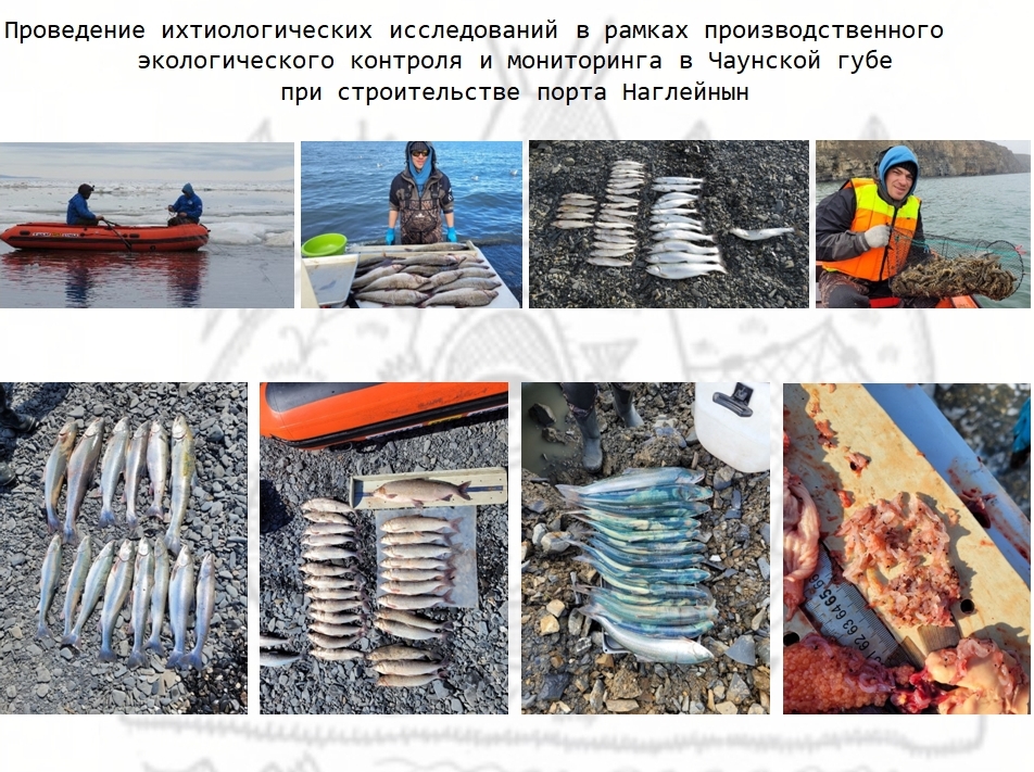 В 2024 г. ихтиологические исследования проведены в Чаунской губе - в районе хозяйственной деятельности на объекте «Строительство морского терминала на мысе Наглейнын». Результат: получены уникальные данные о миграционных путях ценных видов рыб в прибрежной полосе Чаунской губы; определён возрастной состав мигрирующих рыб.