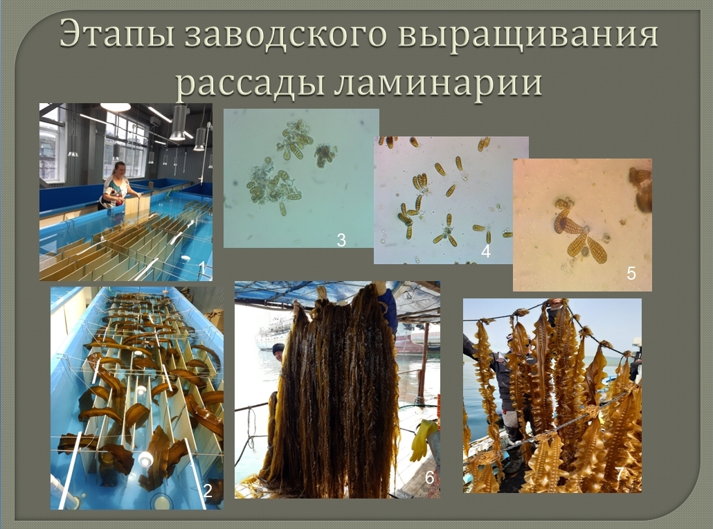 Авторы доклада «Региональные аспекты культивирования макрофитов», на основе анализа опыта многолетнего промышленного культивирования ламинарии японской (современное название Saccharina japonica), сделали  вывод о том, что при введении в культуру водорослей необходимо учитывать их биогеографические характеристики, основанные на термопатии, экологической пластичности, особенностях жизненных циклов и способности поддаваться культивированию 