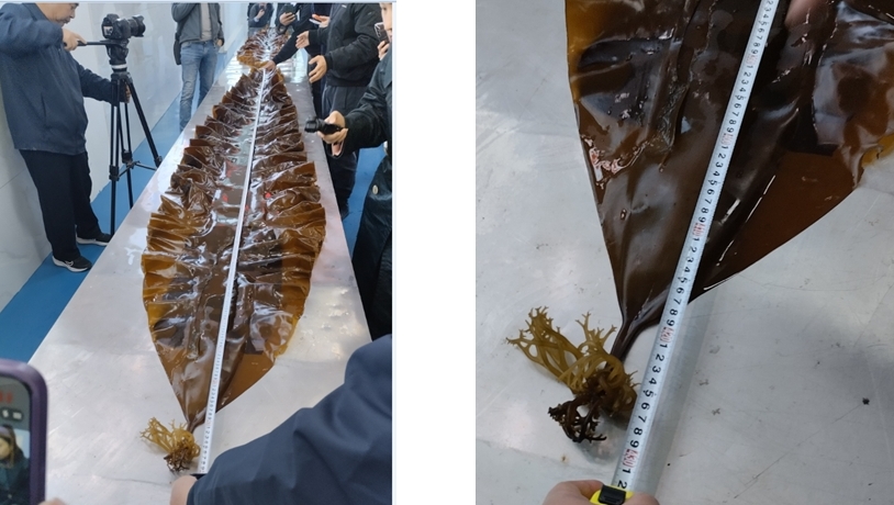 Ламинария сорта Huangguan No. 2 из уезда Лянцзян (КНР)