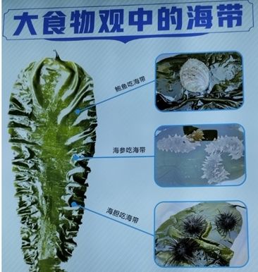 Среди способов применения ламинарии в марикультуре – кормление беспозвоночных (морского ушка, морских ежей в садках), использование в качестве субстрата для садкового выращивания трепанга