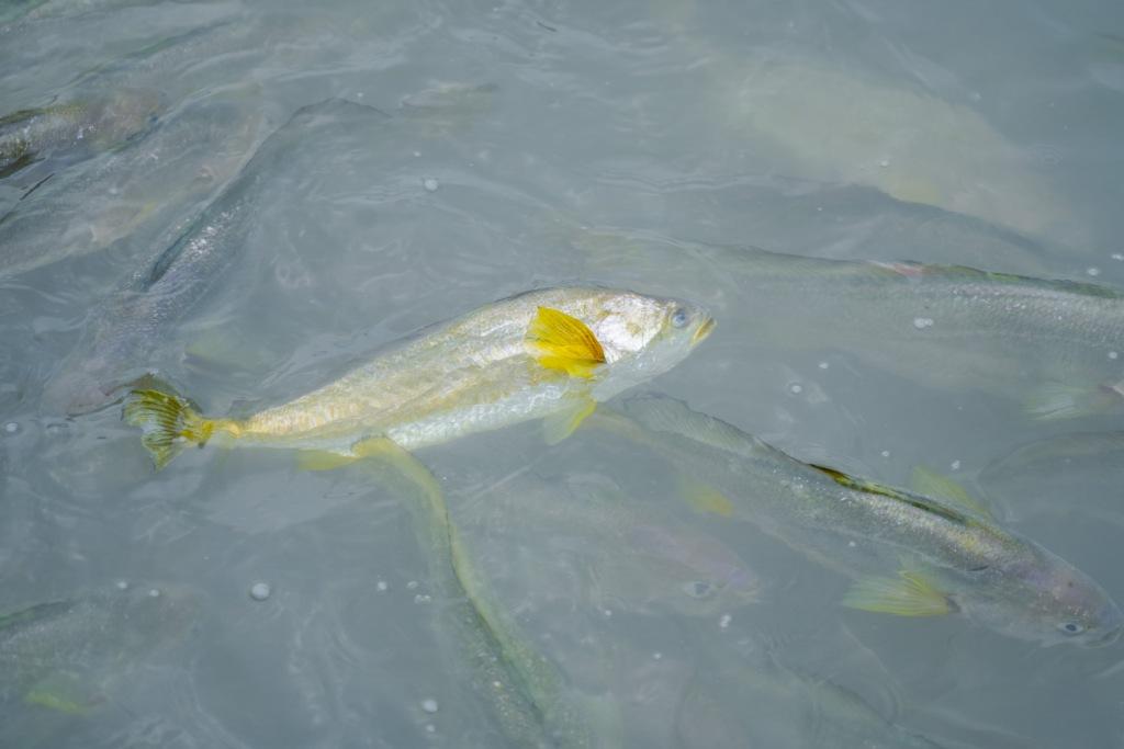 Большой жёлтый горбыль