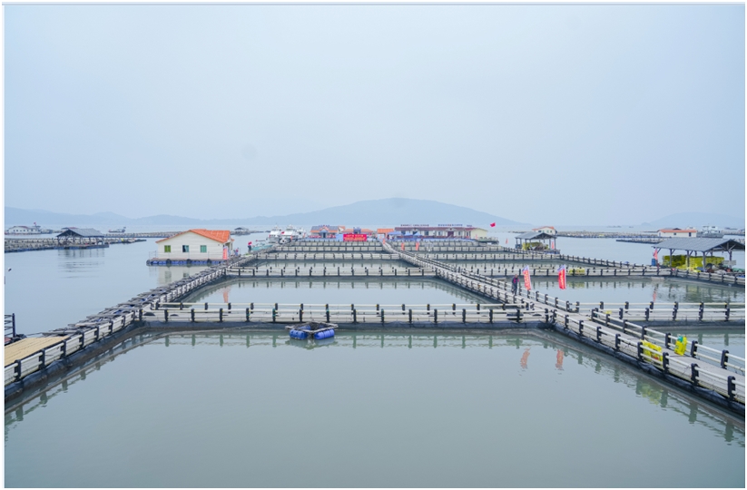 Морские садки для выращивания жёлтого горбыля