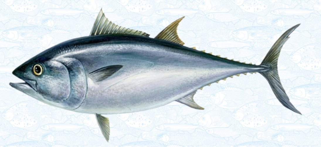 Синепёрый тунец (тихоокеанский голубой тунец)