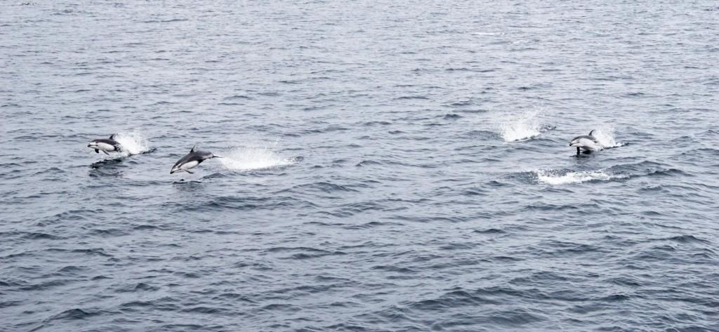 Тихоокеанский белобокий дельфин (фото ТИНРО)