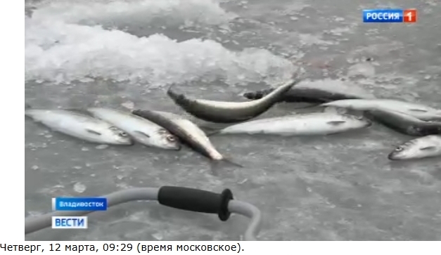Вышло интервью с комментариями ТИНРО  о подходе сельди к берегам Приморья 