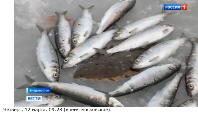 Вышло интервью с комментариями ТИНРО  о подходе сельди к берегам Приморья 