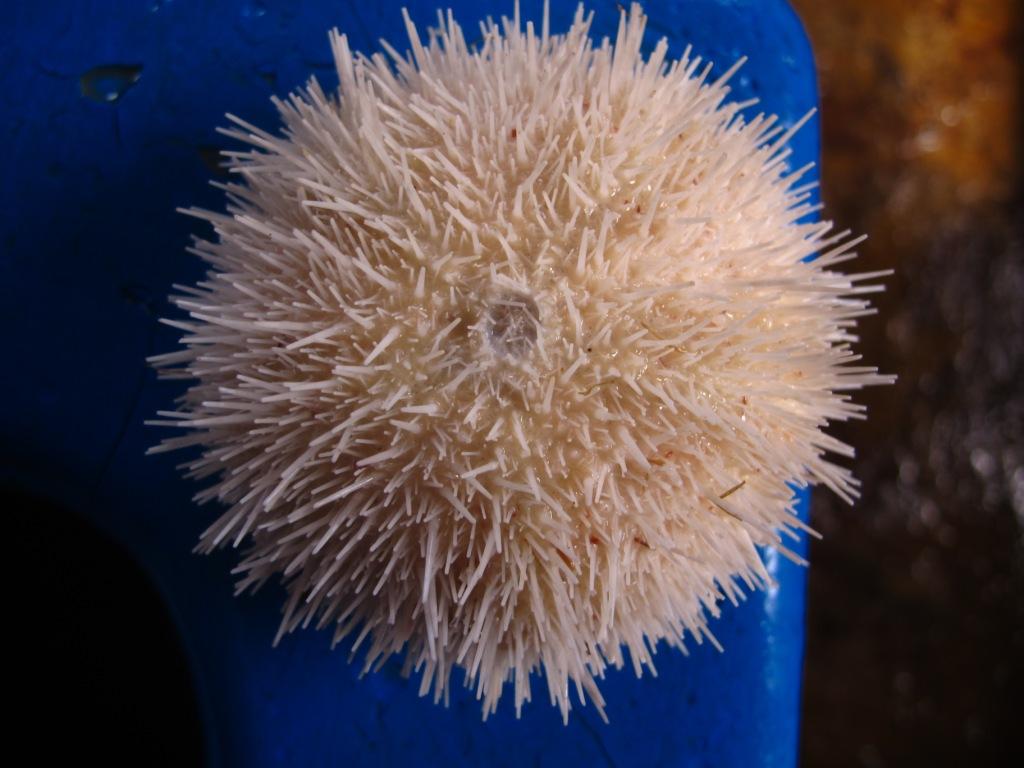 Фотография «Серый ёж-альбинос» (автор – Турабжанова И.С.)