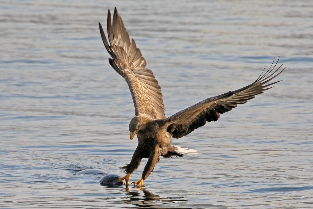Фотография «Орлан-белохвост и нерпа» (автор – Катугин О.Н.)