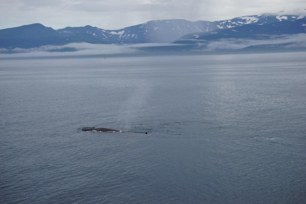 Фотография «Финвал» (автор – Гущеров П.С.)