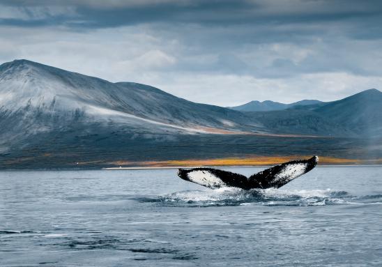 ЧукотТИНРО: Отдел научных исследований биоресурсов внутренних водоёмов и вод, прилегающих к Чукотскому АО