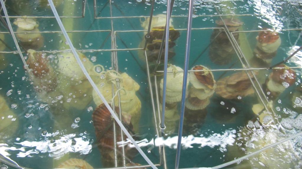 Инновационный научно-производственный центр марикультуры на о.Попова;