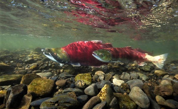 Учёные ТИНРО продолжают обследовать нерестилища лососей на Чукотке