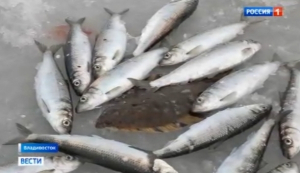 Вышло интервью с комментариями ТИНРО о подходе сельди к берегам Приморья