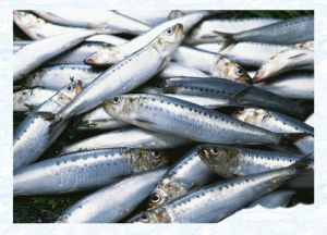 Учёные ТИНРО продолжают поисковые работы в северо-западной части Тихого океана