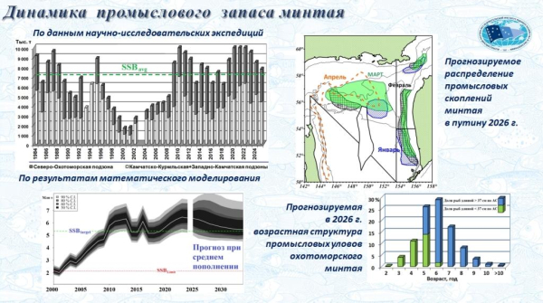Рыбохозяйственная наука дала прогноз развития минтаевой путины  в Охотском море на 2026 год