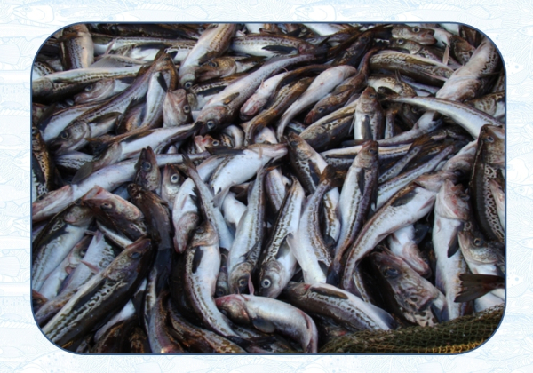 Рыбохозяйственная наука дала прогноз развития минтаевой путины  в Охотском море на 2026 год