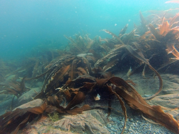 Комментарии ТИНРО о программе развития водорослевого сектора