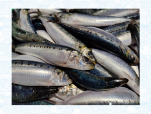 Скопления сардины обнаружены в Приморье