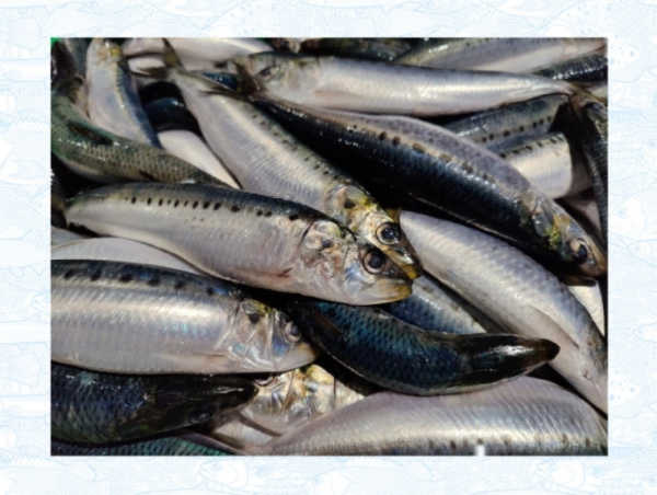 Скопления сардины обнаружены в Приморье