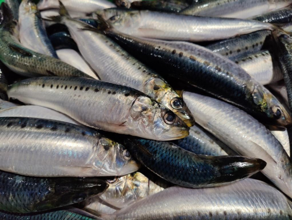 Результаты поисковых работ на НИС &laquo;ТИНРО&raquo; в северо-западной части Тихого океана